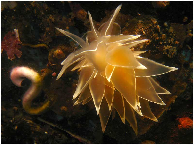 File:Frosted Nudibranch (407778850).jpg