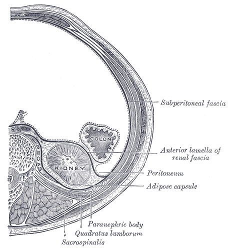 Retroperitoneal bleeding - Wikipedia