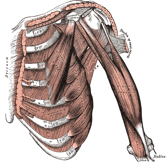 Not All Pain In the Back Is Back Pain - It Could Be Rib Pain