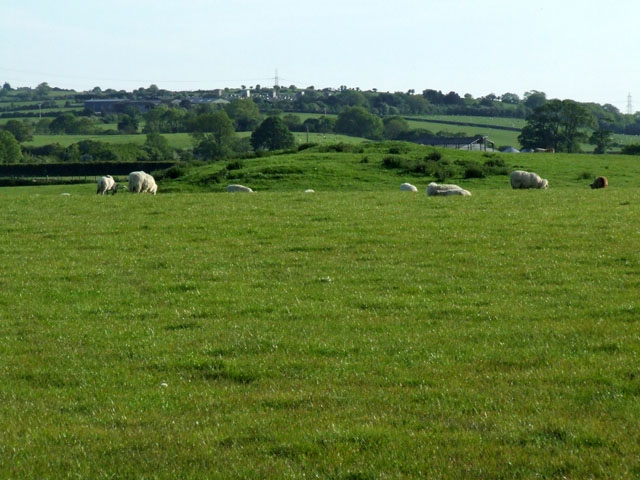 File:Grazing sheep - geograph.org.uk - 180140.jpg