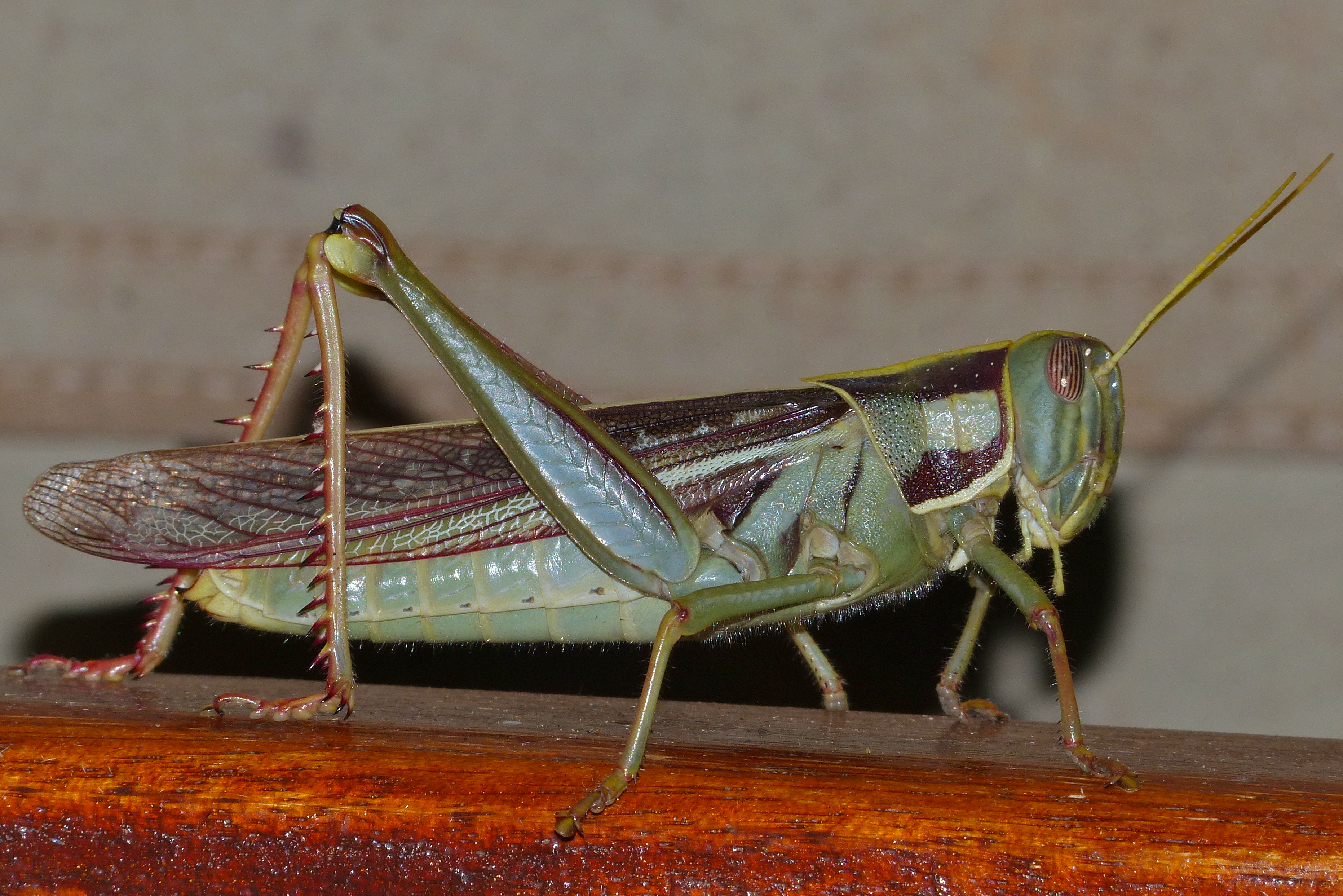 Green Tree Locust (Cyrtacanthacris aeruginosa) (12951018893).jpg
