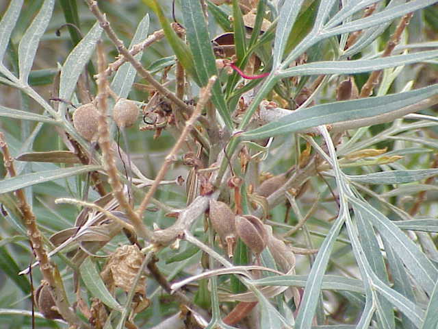 File:Grevillea banksii2.jpg