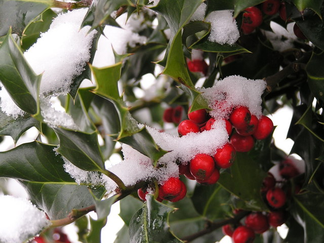 File:Holly Berries in Snow - geograph.org.uk - 136731.jpg