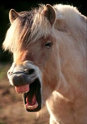 Horse-sneeze1