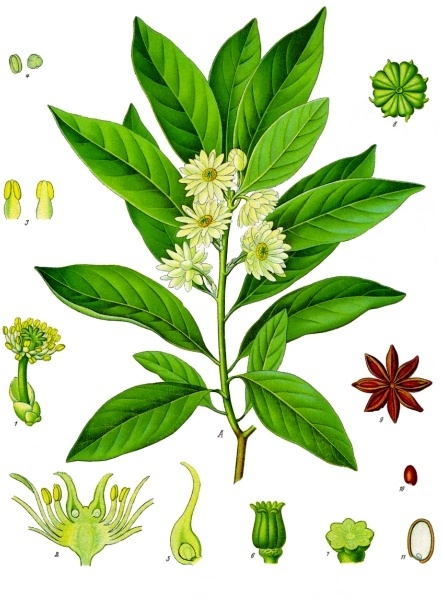 Illicium anisatum - Köhler–s Medizinal-Pflanzen-075.jpg