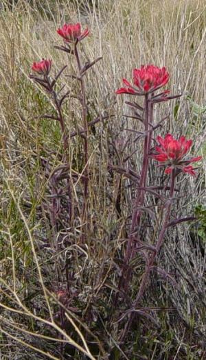 File:Indian Paintbrush at Leadfield ghost town in Death Valley NP.jpg