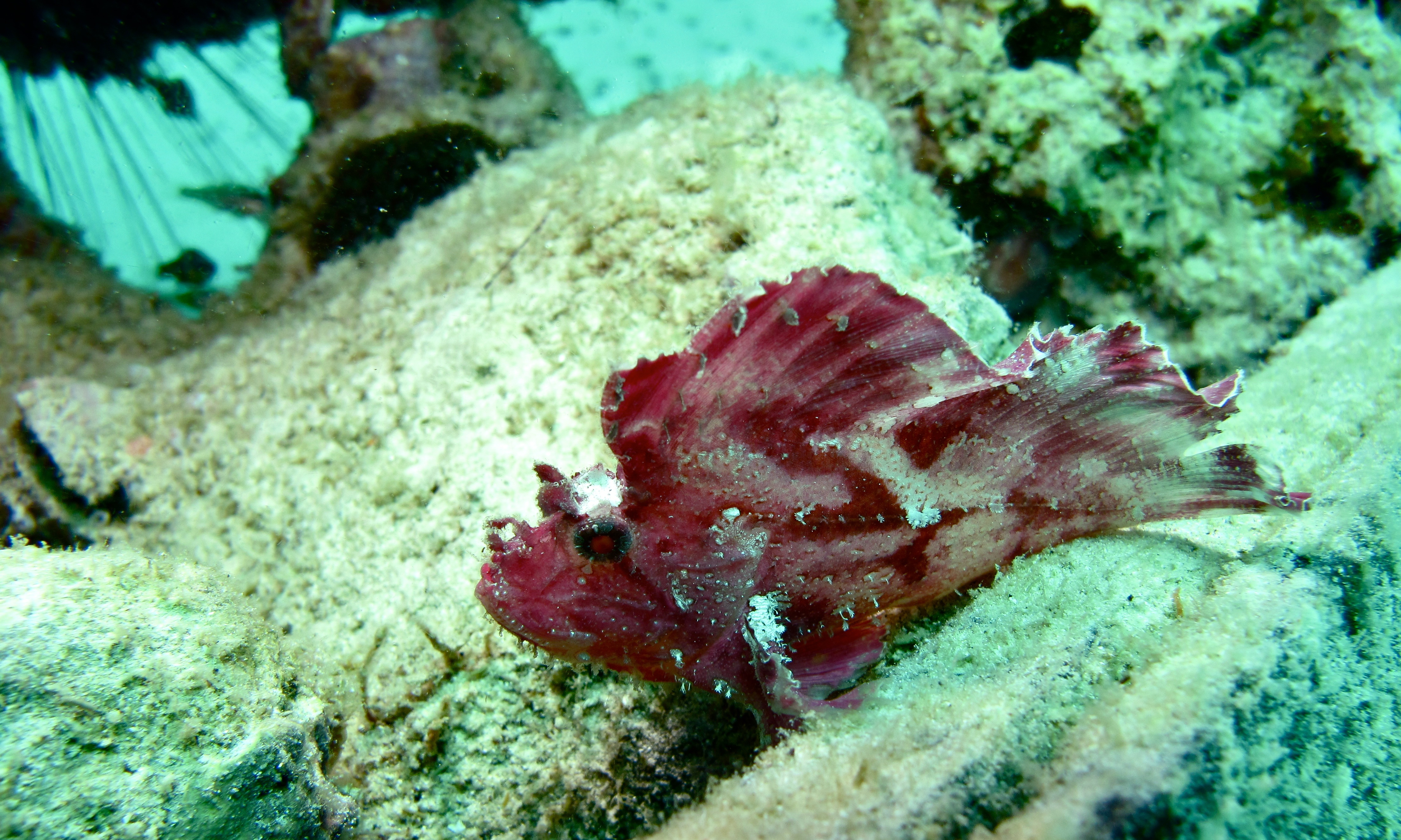 Leaf Scorpionfish (Taenianotus triacanthus) (6088951170).jpg