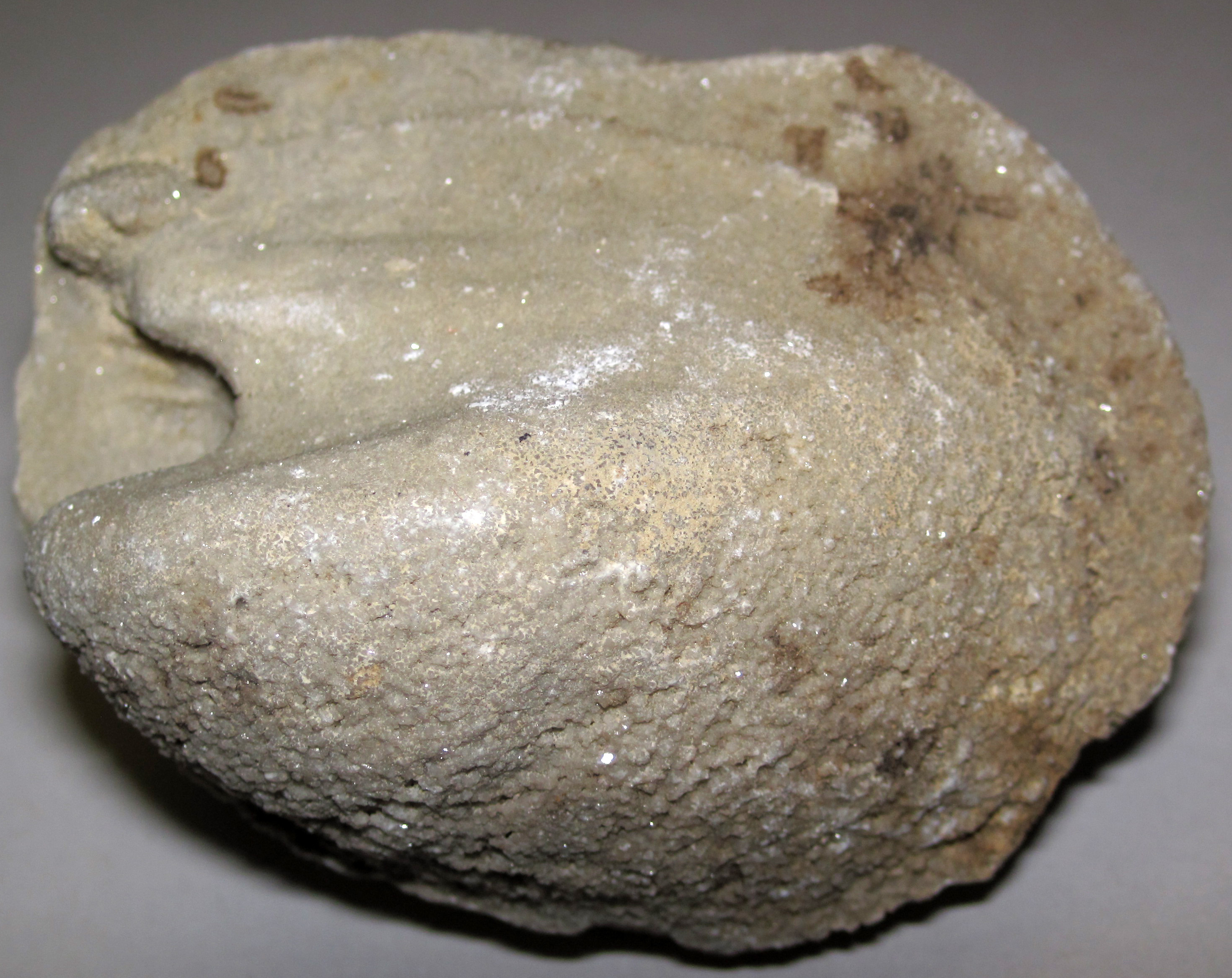 File:Megalomoidea canadensis fossil bivalve (Lockport Dolomite, Middle Silurian; quarry in northwestern Ohio, USA) 1 - Wikimedia Commons