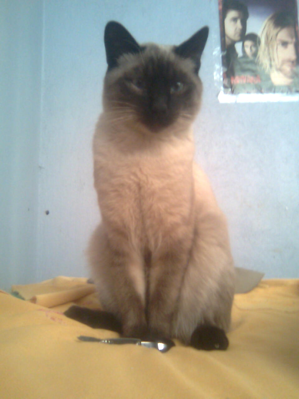 File:Mi gato siames.jpg - Wikimedia Commons