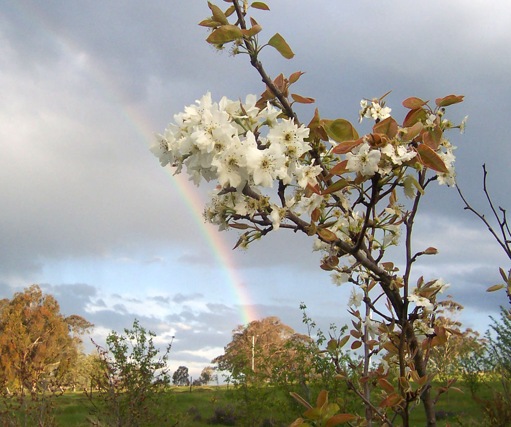 When do pear trees blossom?