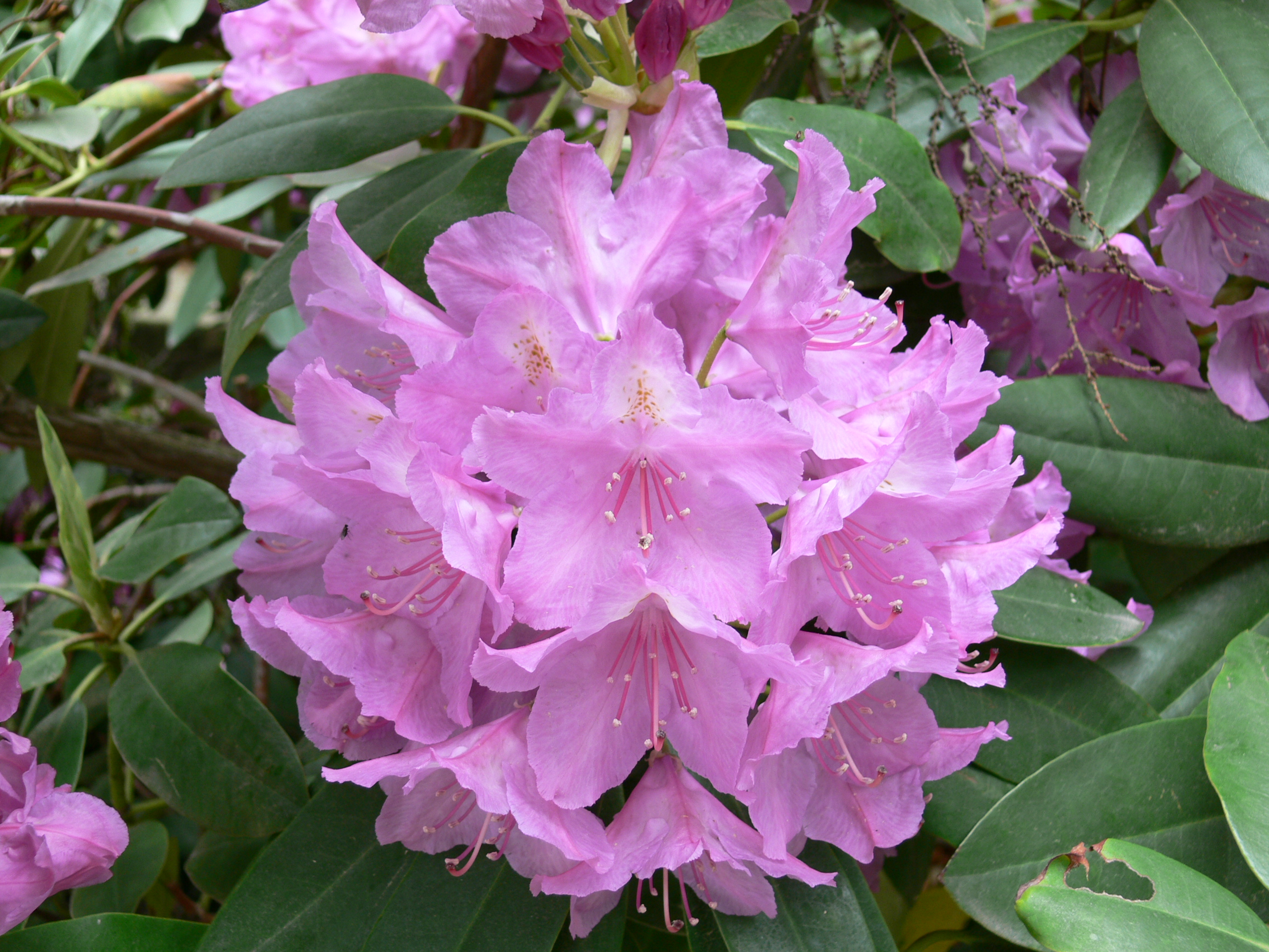 Rhododendron ponticum природный ареал