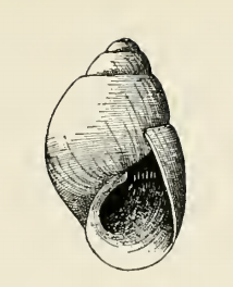 Odostomia lucasana 001.png