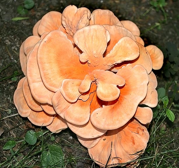 File:Orngfungi.jpg