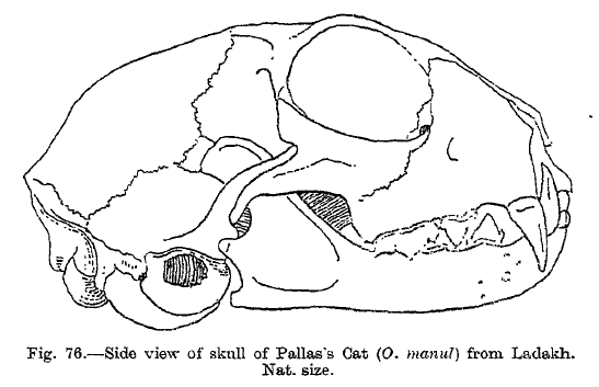 File:Pallascatskull.png