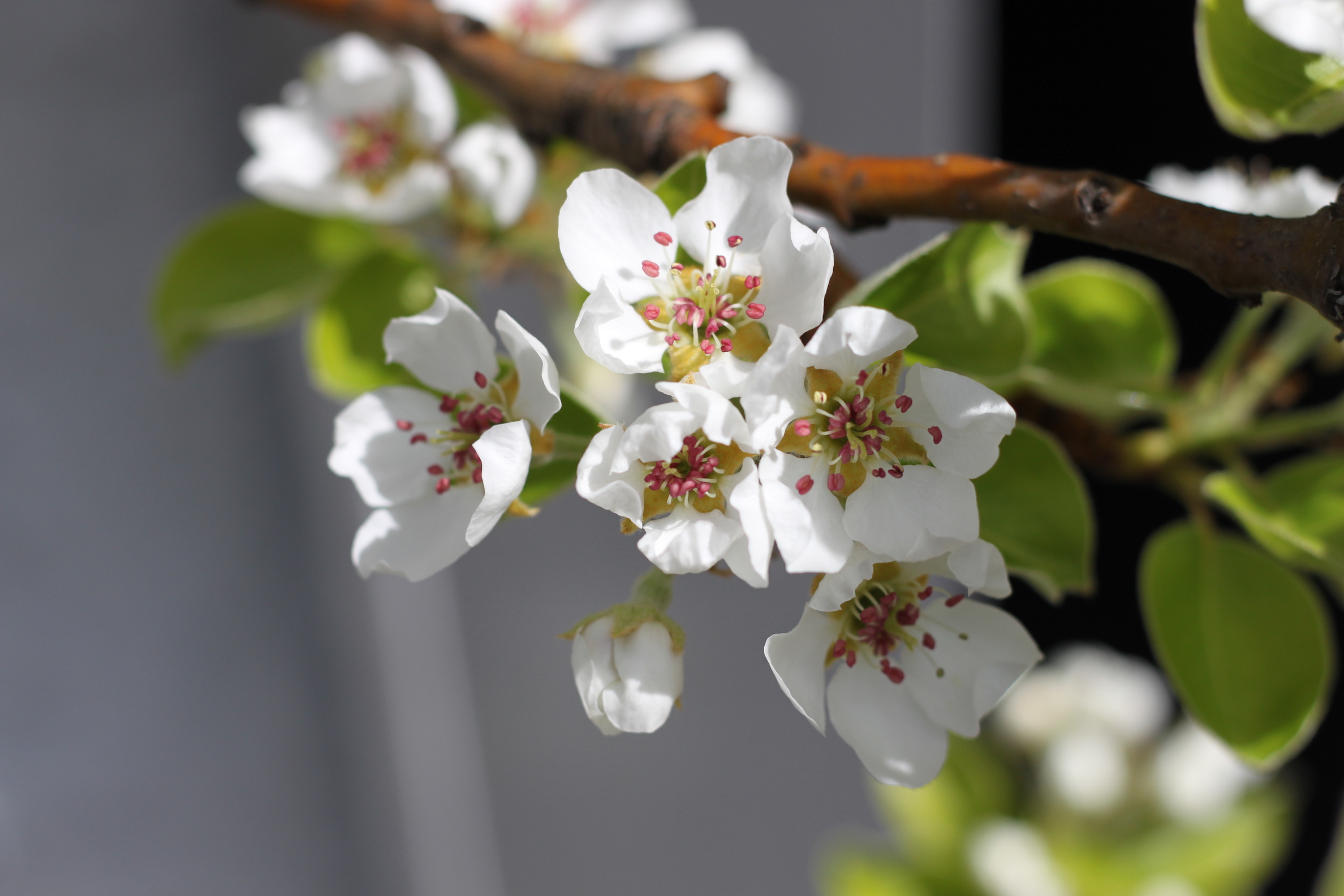 Love blooming pear