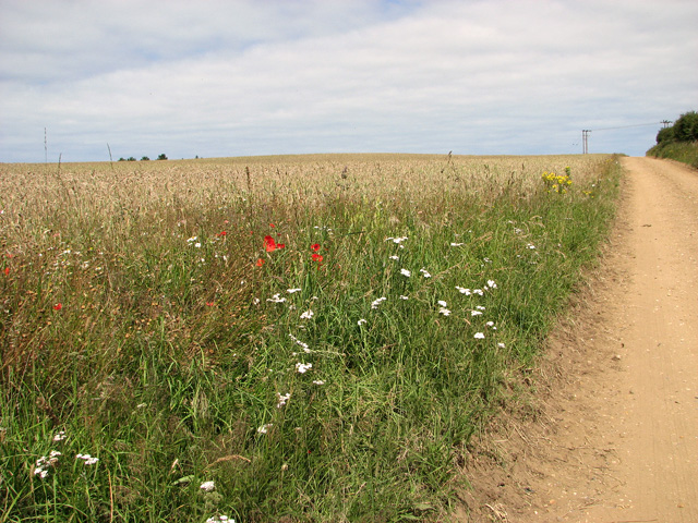 File:Permissive byway to Lucas Hill Wood, Burnham Thorpe - geograph.org.uk - 2529922.jpg