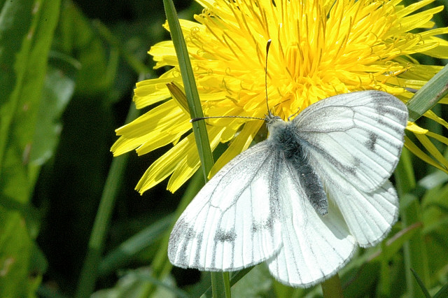 File:Pieris.napi.female.jpg