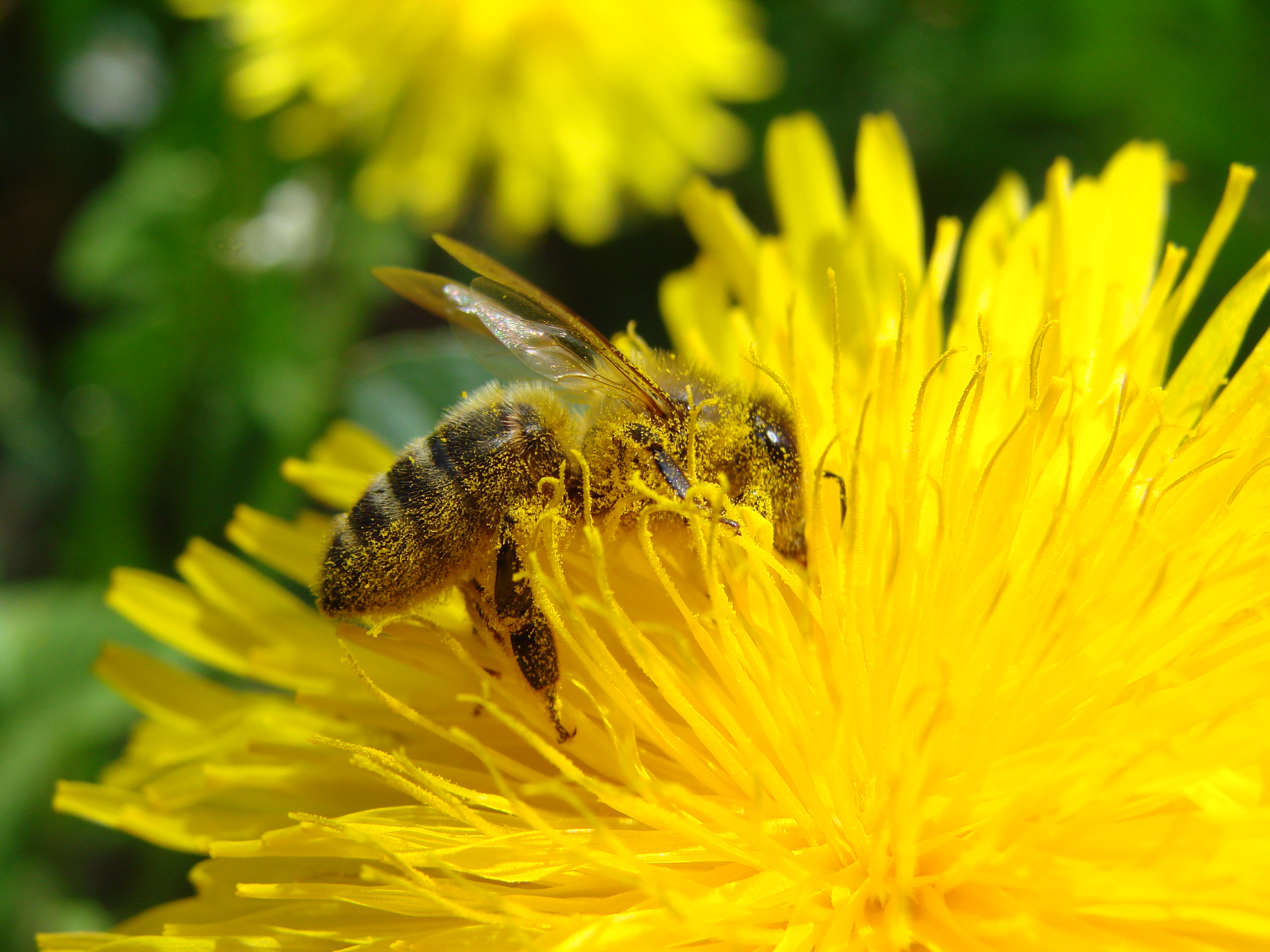 Жигулевское опылители. Эхинацея pollination Yellow. Опыление пчелами. Пчелы опылители. Пчела опыляет цветок.