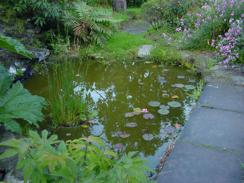 File:Pond with waterlilies in residential garden.jpg