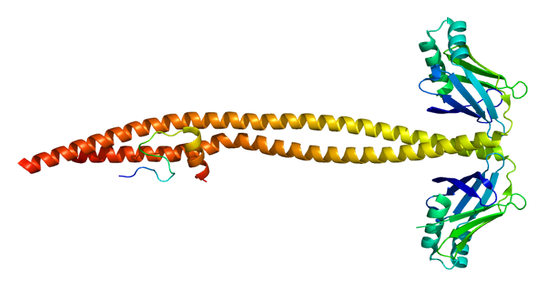 File:Protein LIG4 PDB 1ik9.png