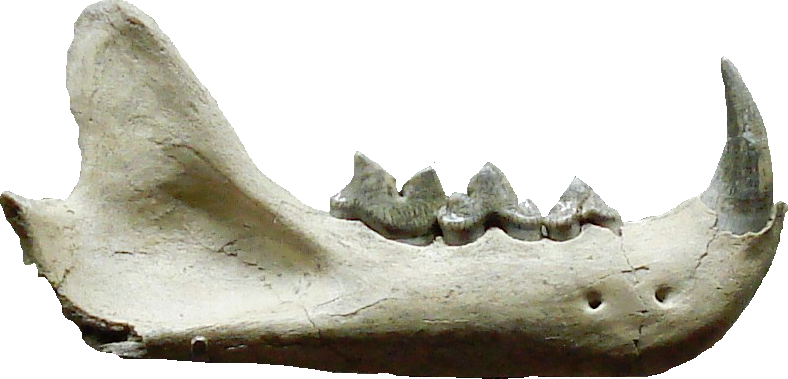 File:Pseudaelurus teeth.png