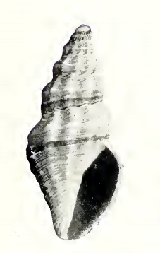 <i>Pyrgocythara danae</i> Species of gastropod