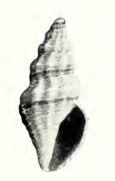 Pyrgocythara danae