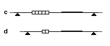 Schematic for RFLP by VNTR length variation RFLPDemo2.gif