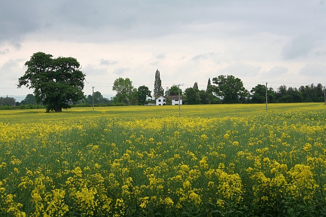 File:Rape Field - geograph.org.uk - 806120.jpg