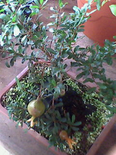 File:Roma bonsai.jpg