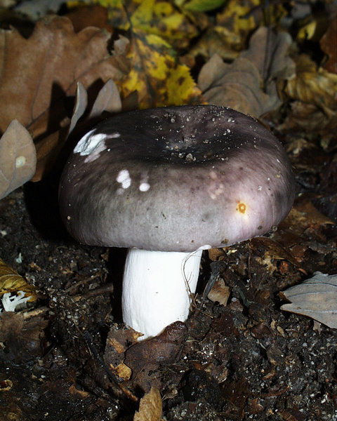 File:Russula cyanoxantha.JPG