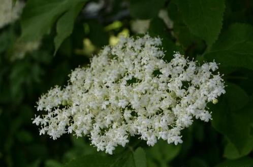 Fil:Sambucus-nigra.JPG