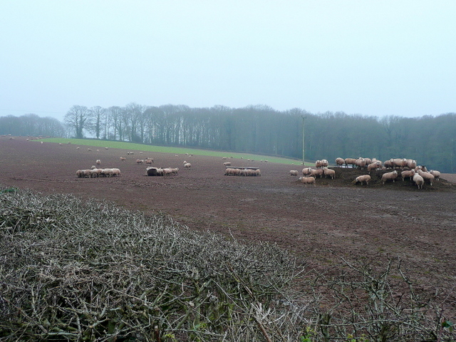 File:Sheep in winter - geograph.org.uk - 1691947.jpg