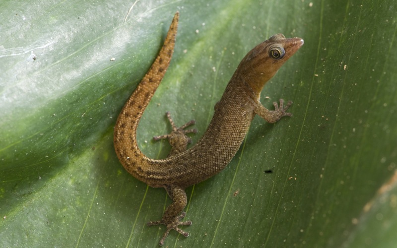 De kogelvingergekko Sphaerodactylus sabanus komt voor op het eiland Saba dat behoort tot de Nederlandse Antillen.