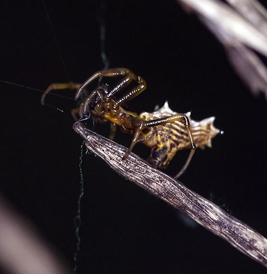 File:Spined Micrathena (Micrathena gracilis) color variant.jpg