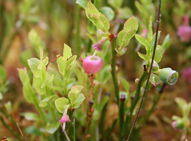 File:Stages in the development of the Blaeberry. - geograph.org.uk - 455108.jpg