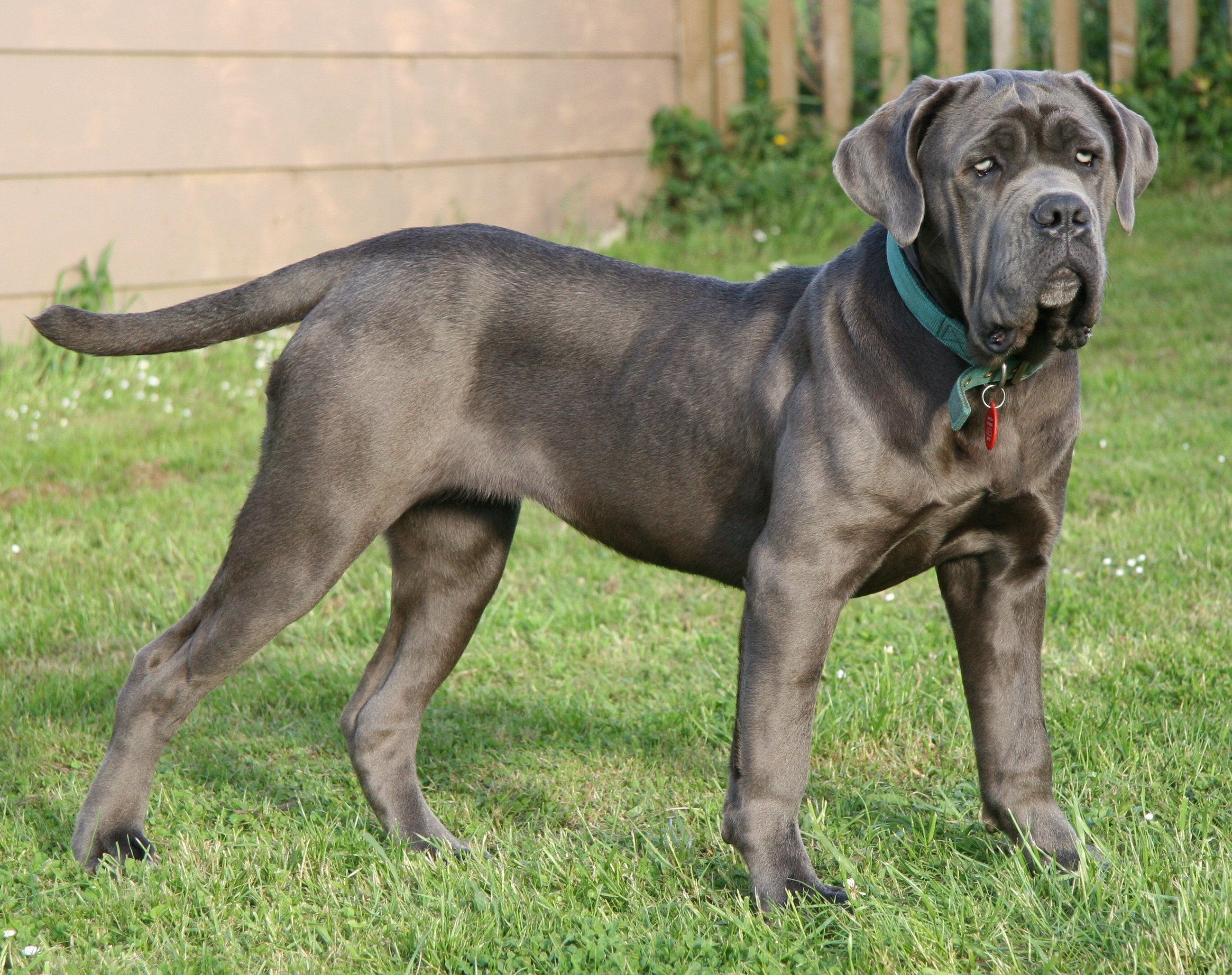 Mastin Napolitano :: Neapolitan Mastiff :: Mastino Napoletano