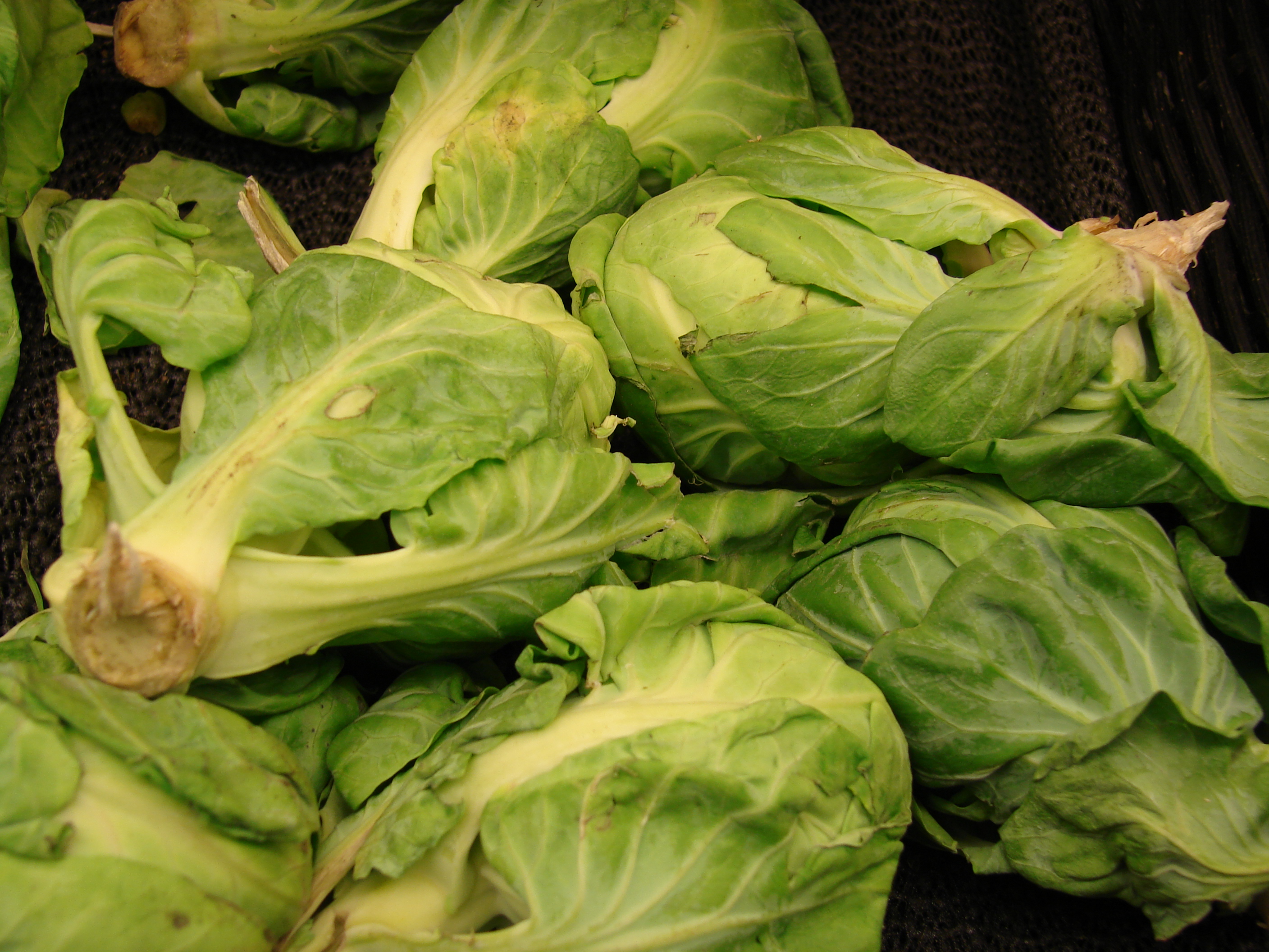 Маленькая капуста. Капуста брюссельская (Brassica oleracea var. Gemmifera ). Ботва брюссельской капусты. Крошечные кочанчики капусты. Маленький кочан капусты.