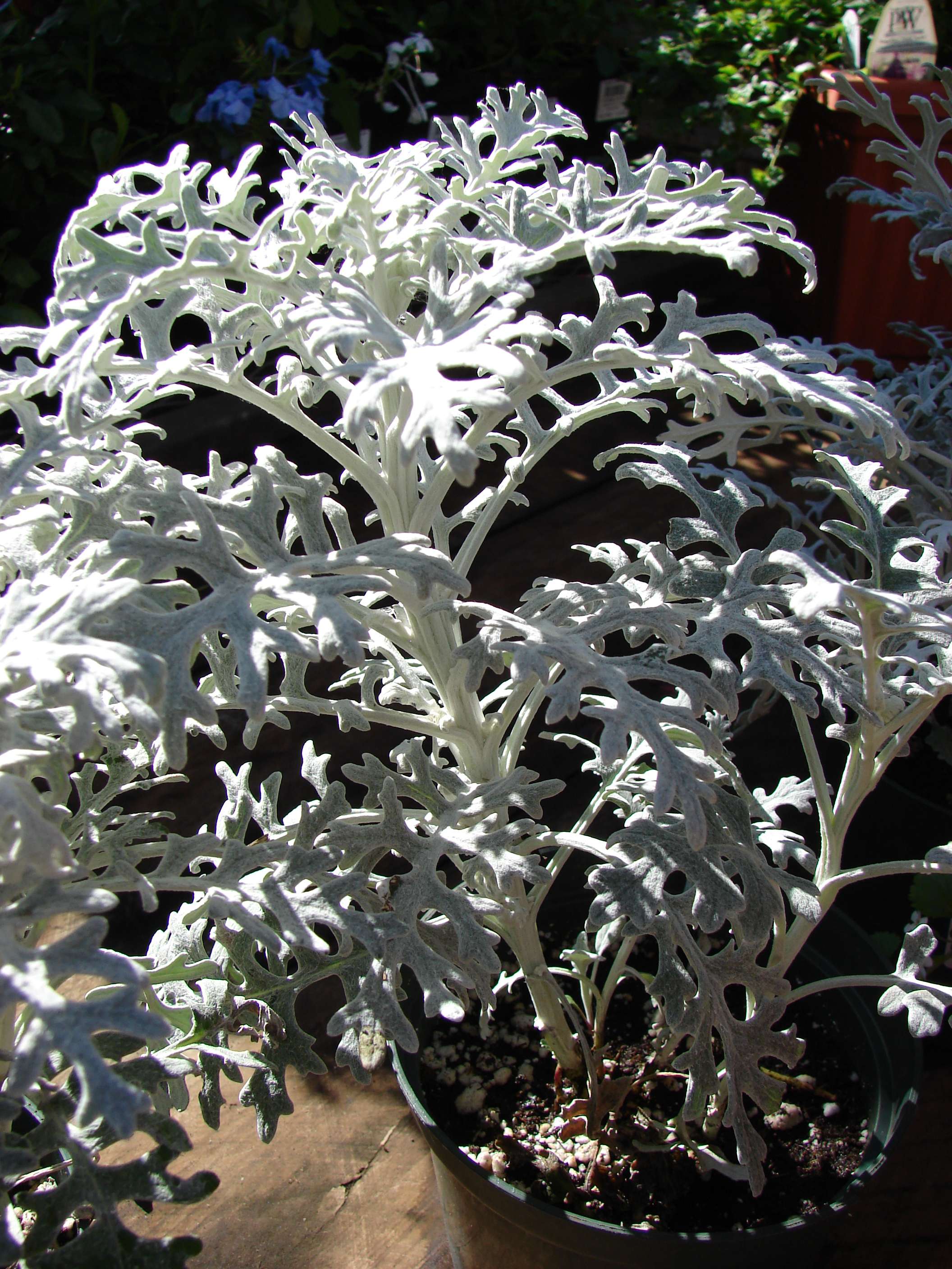 File Starr 080103 1241 Senecio Cineraria Habit Lowes Garden Center