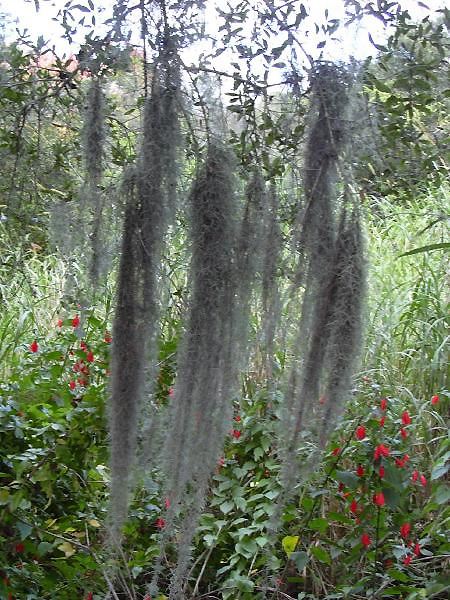 Tillandsia usneoides - Wikipedia, la enciclopedia libre