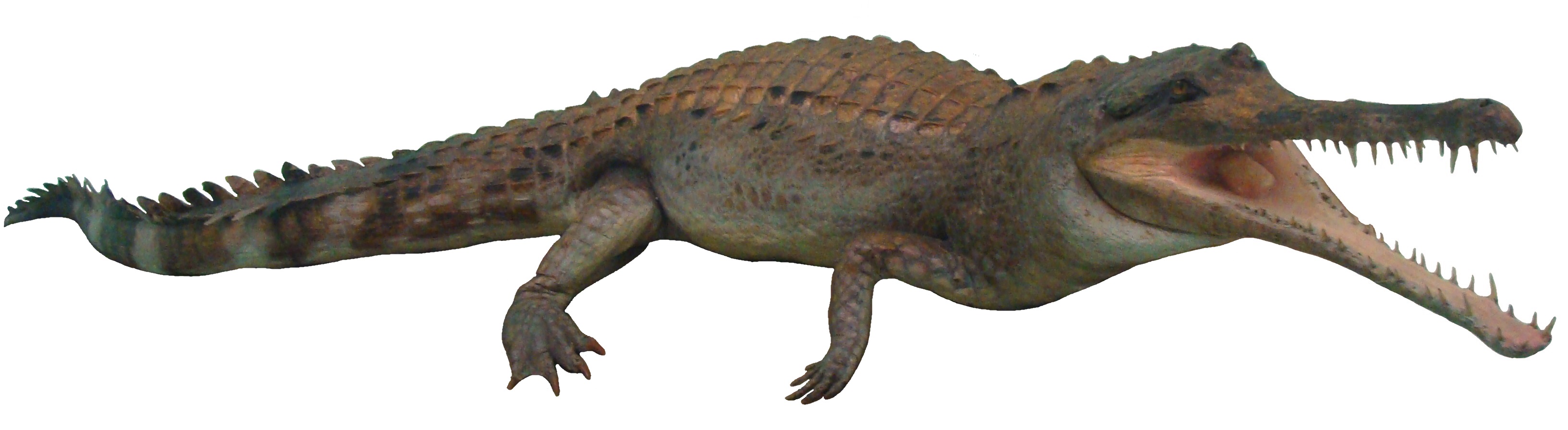 Crocodylia – Wikipédia, a enciclopédia livre