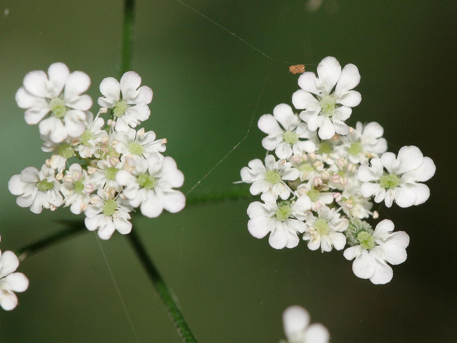 Torilis Japonica Wikipedia