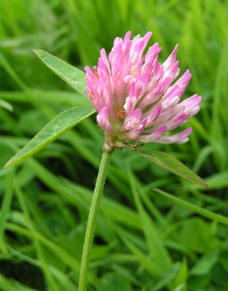 Trifolium pratense bgiu.jpg