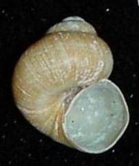 A shell of Valvata piscinalis Valvata piscinalis shell.jpg