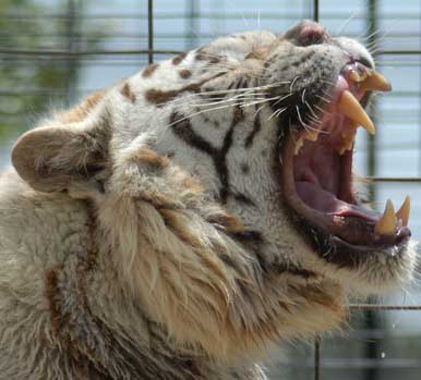 white tiger teeth