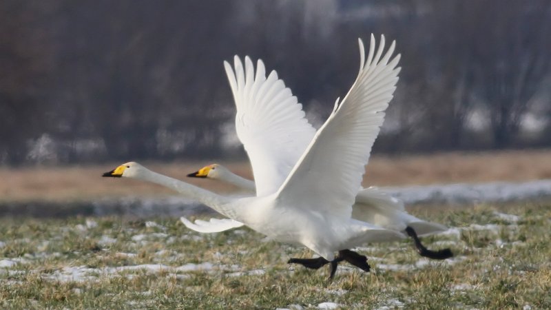 File:Whooper Swan (Cygnus cygnus) (20).JPG