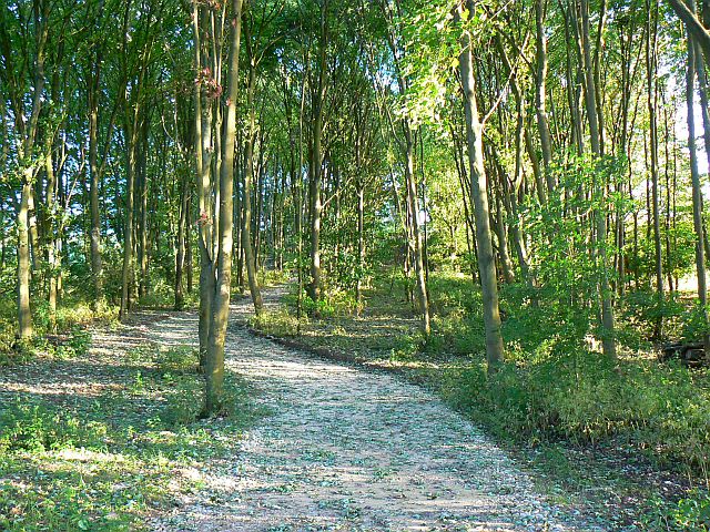 File:Woodland east of Burford - geograph.org.uk - 860945.jpg