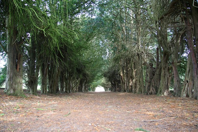 File:Yew tunnel - geograph.org.uk - 938495.jpg