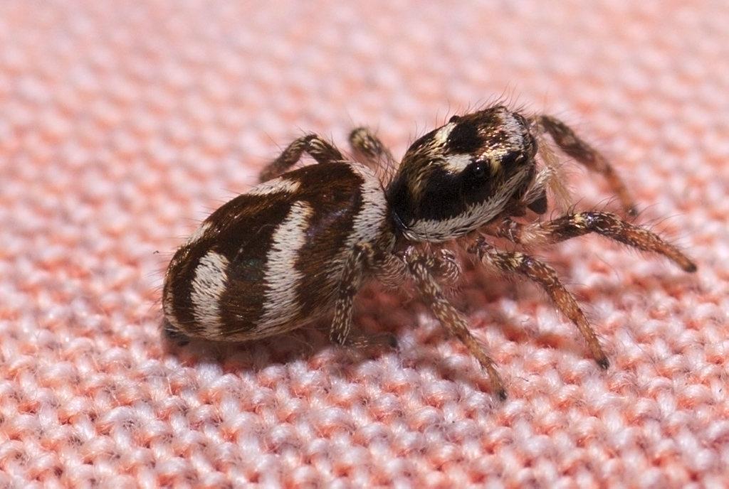 File:Zebra back spider (34235374214).jpg - Wikimedia Commons