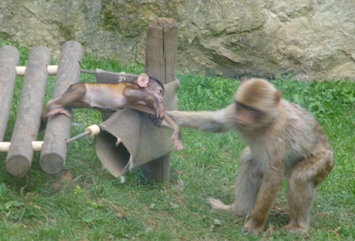 File:Zoo Parc Beauval (4872371497).jpg